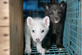 Baby foxes on a fur farm