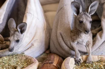 Two young kangaroos rest in cloth pouches beside bowls of hay.