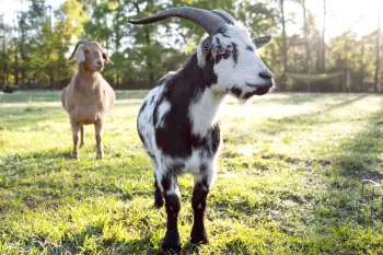 Goats standing in a sunny, lush field.