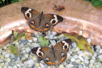 Two butterflies perch on wet pebbles in a shallow copper-colored pollinator bath, surrounded by leaves and water.