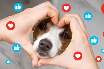 Small brown-and-white dog looking through hands forming a heart shape, surrounded by floating social media reaction icons with hearts and thumbs-up symbols.