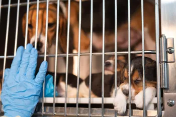 A group of beagle puppies inside a cage