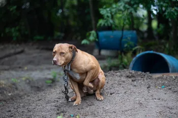 A tan dog sits on a mound of dirt at an alleged dogfighting operation in South Carolina. The dog has a thick, tight collar with a large chain connected to the ground. In the background are blue barrels that he may have used for shelter.