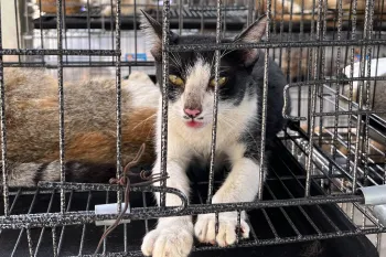 A cat in a small cage