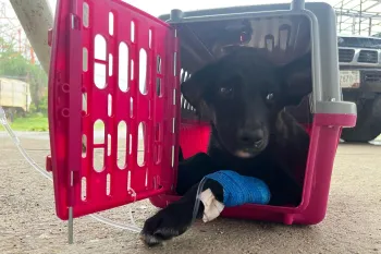 A small black puppy lying inside a pet carrier.
