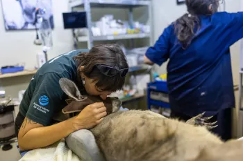 A veterinary setting where a person is tending to a kangaroo.