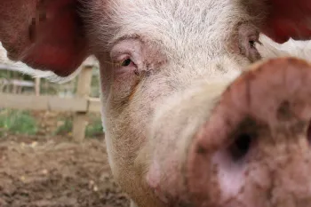 Close-up of a pig's face and snout