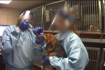 A beagle is used in a forced-ingestion practice session in which a tube is shoved down the dog's throat until it reaches his stomach.