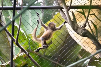 A young spider monkey climbs on the fence of their enclosure at Rescate Wildlife Rescue Center's rehabilitation center on November 17, 2025.