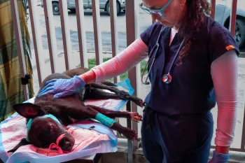 Veterinarian examining dog in an emergency clinic