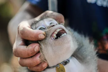 A person holding the head of a small monkey.
