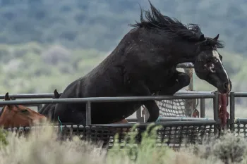 A wild American mustang attempts to jump over metal barrier