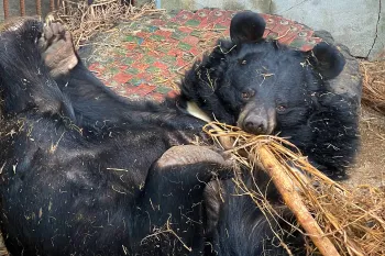 Two moon bears rescued from a bear bile farm in South Korea on 8th March 2026 enjoy their new freedom at Project Moon Bear's quarantine pen before being able to explore the larger enclosure at the sanctuary.