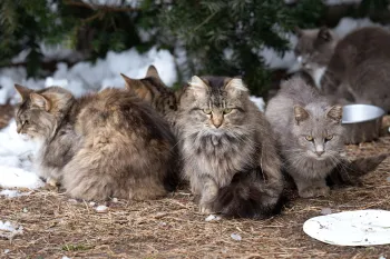 Five cats living outdoors in frozen conditions, just before rescue.