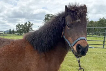 A pony, outside in a fenced enclosure.