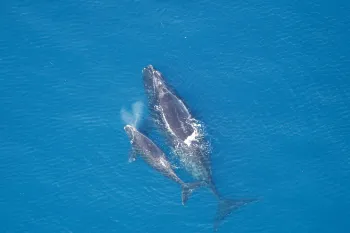 Aerial view of a mother whale and her calf swimming closely together in the ocean.