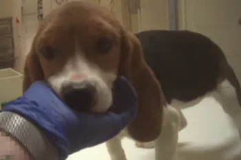 Young beagle puppy standing in a laboratory setting with a gloved hand cradling the puppy's chin.