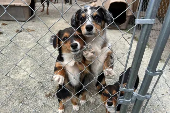 A group of three dogs stand next to a kennel