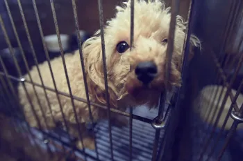 A small dog peering through the bars of a cage.