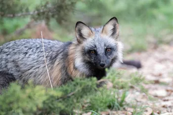 A fox with a coat that features a mix of black, gray, and reddish-brown fur.