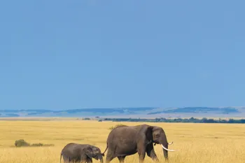 African elephant with calf