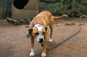 Rescued from dogfighting