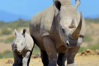 African white rhino