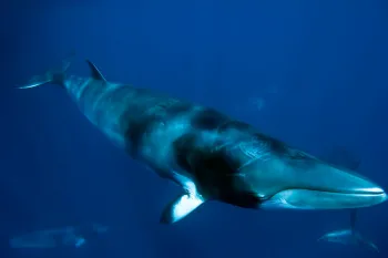 Minke whale