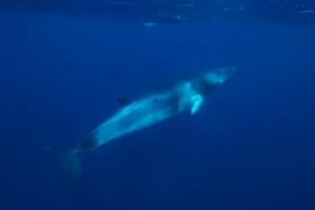 Minke whale