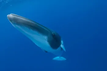 Dwarf minke whale