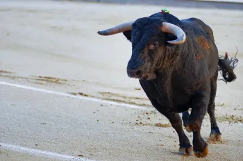 Bull in a ring
