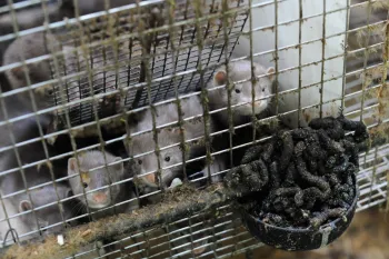 Mink crammed into a cage.