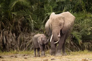The trunks of a mother elephant and her calf are gently touching against the backdrop of a green forest