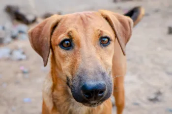 Dog in India