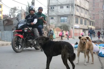 conducting a dog population survey