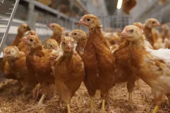 Cage-free chickens in Malaysia