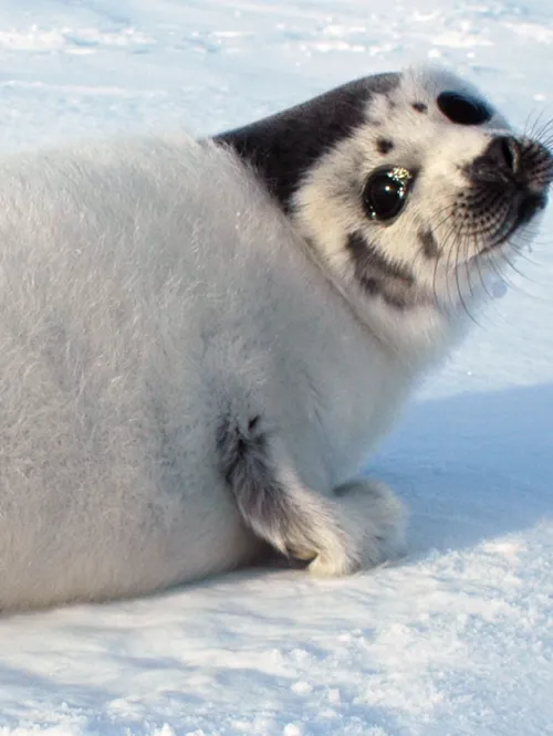 Seal pup