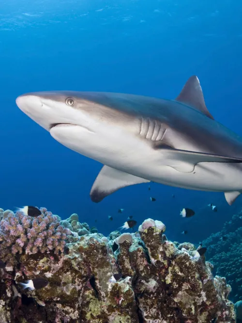 Shark in coral reef