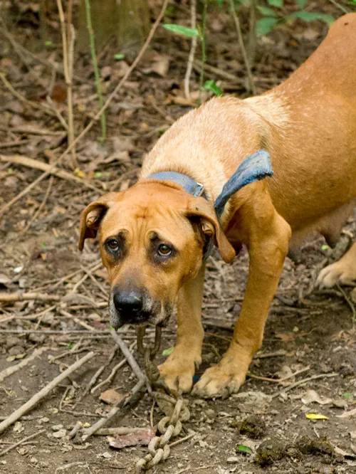 Rescue dog from North Carolina animal fights  