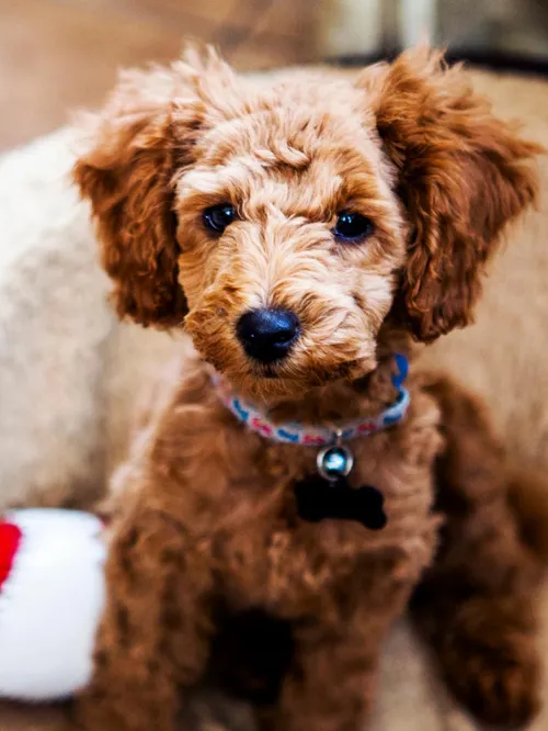 A brown, fluffy puppy sits in calmly their bed