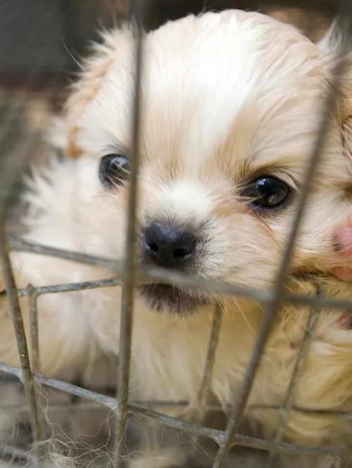 puppy mill rescue puppy