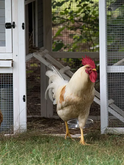 Backyard chickens near their coup. 