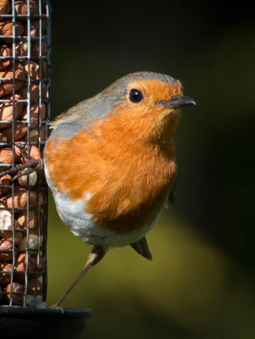 Feeding birds in your backyard can attract guests like this robin