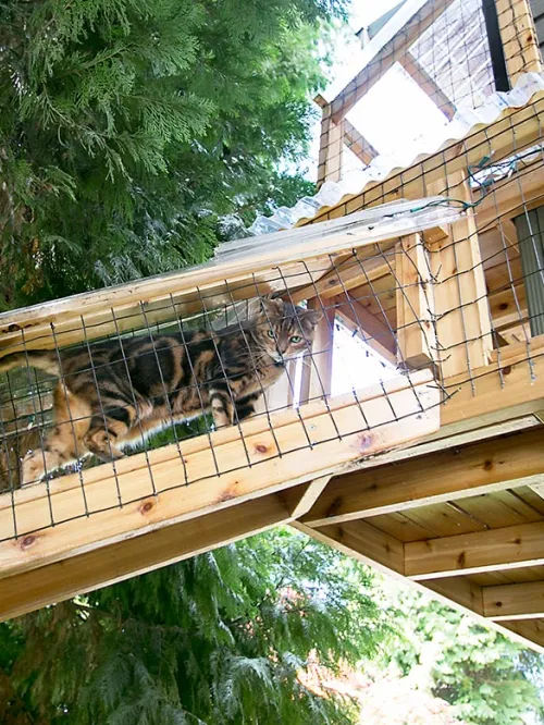 cat climbing in catio