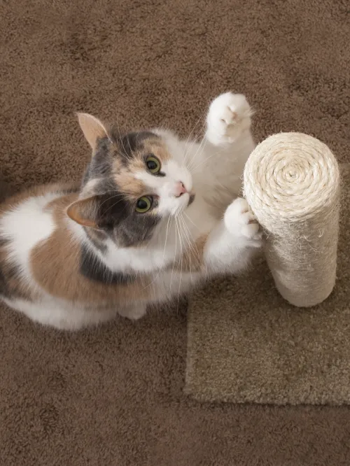 Cat clawing a cat scratching post