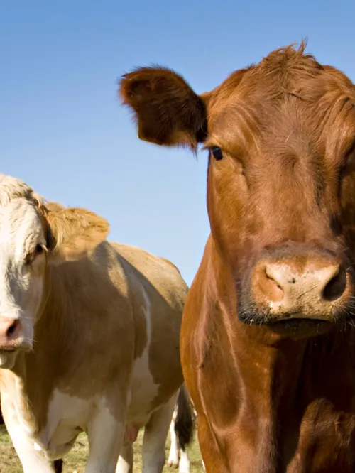 Three cows standing 