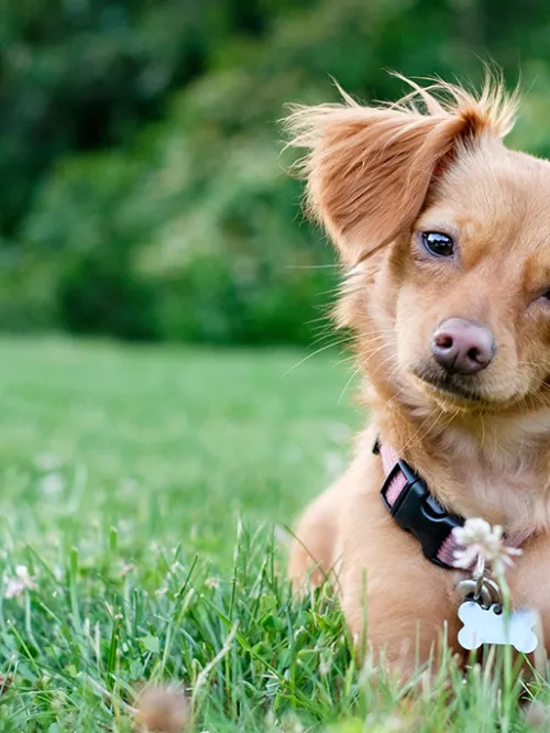 Cute dog sitting in grass outside.