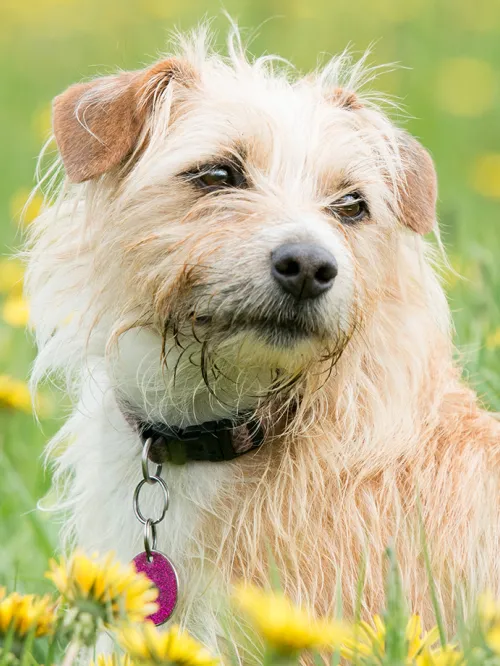 Dog wearing brown dog collar relaxing in a field of yellow flowers