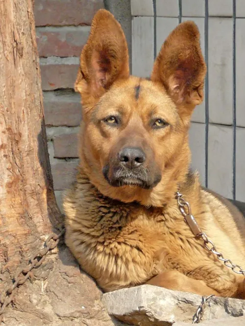 Sad dog tethered to a tree