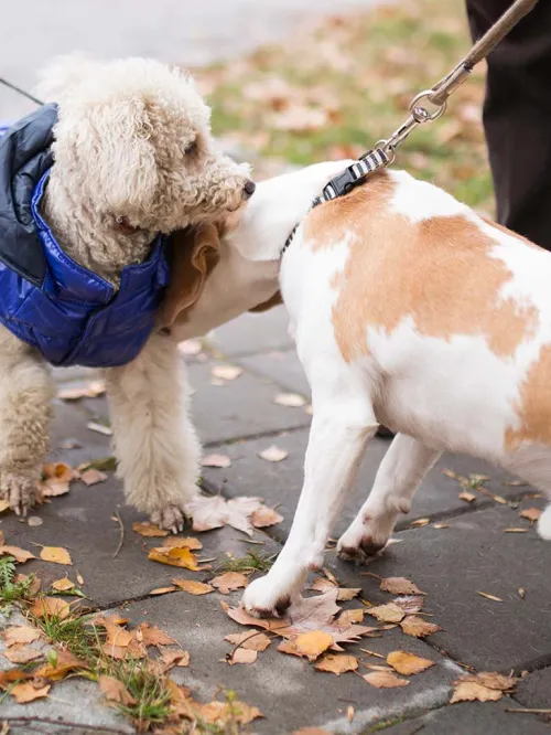 Dogs meeting outside